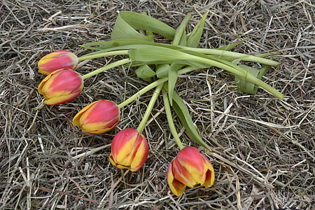 tulips, flowers, orange, nature, spring, spring awakening, frühlingsanfang