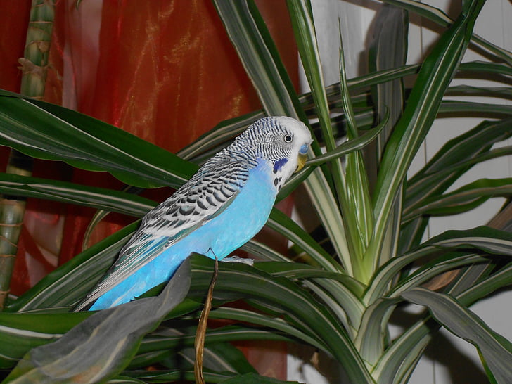 bird, wellensttich, parakeet, blue, palm