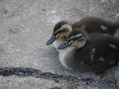 duckling, bird, cute, animal, young, fluffy, nature