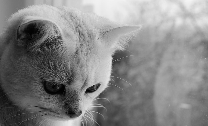 black and white, cat, animal