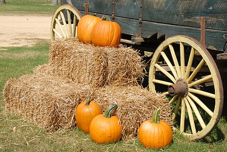 abóboras, carroça, fazenda, dia das bruxas, Outono, Outono, laranja