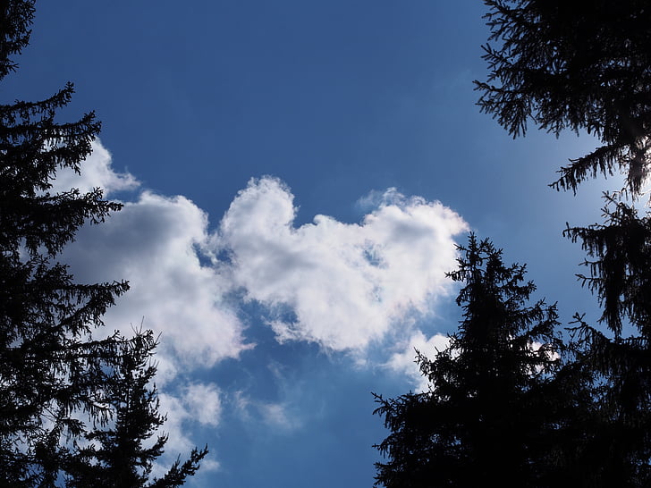 clouds, blue sky, formation, heart, firs, contrast, summer