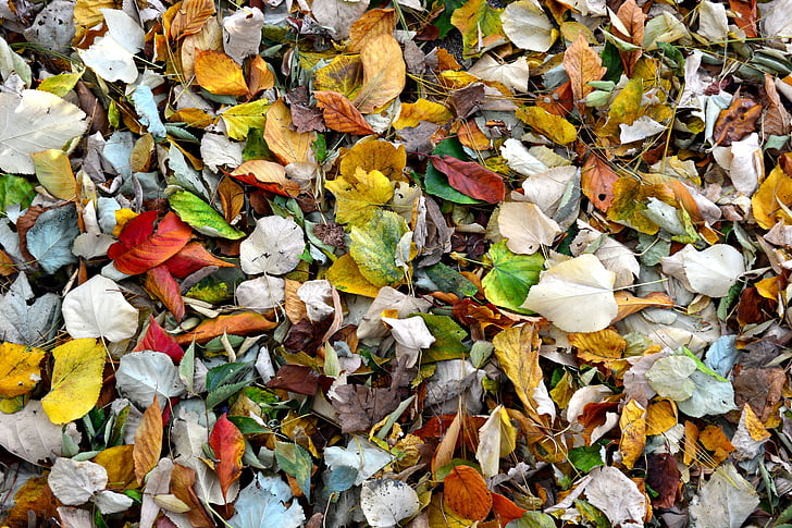 Outono, cores de outono, folhas de outono, close-up, Cor, cores, meio ambiente