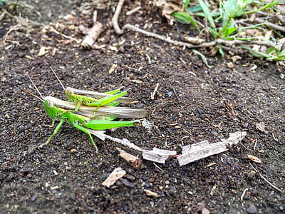 grasshoppers, insect, pair, ride, oxya spp, rice fields