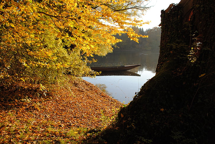 høst, fallet løvverk, gyldne høsten, waidling, Rhinen