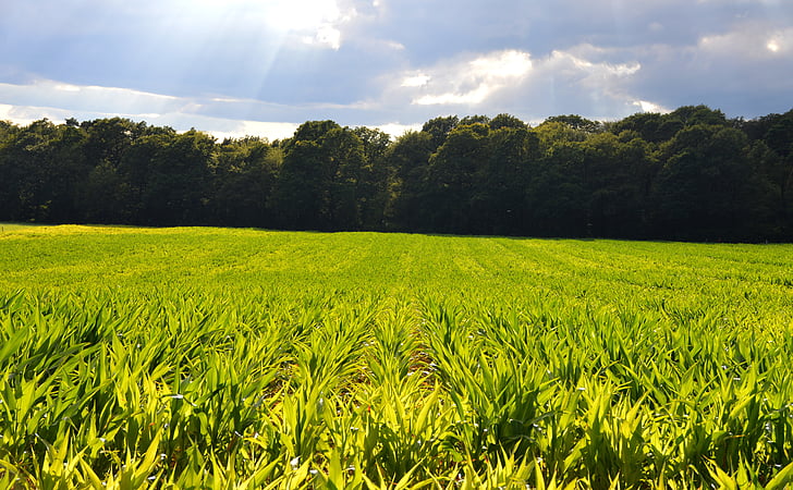 kukurūzų laukai, pranešta apie, monokultūros, potvynių, rizikos, erozija, žemės