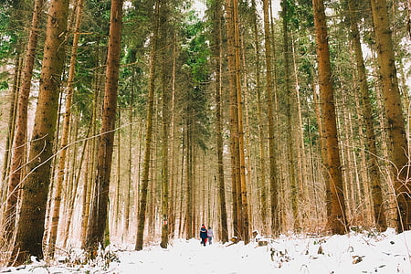 ainava, Scenic, ziemas, sniega, meža, koki, meži