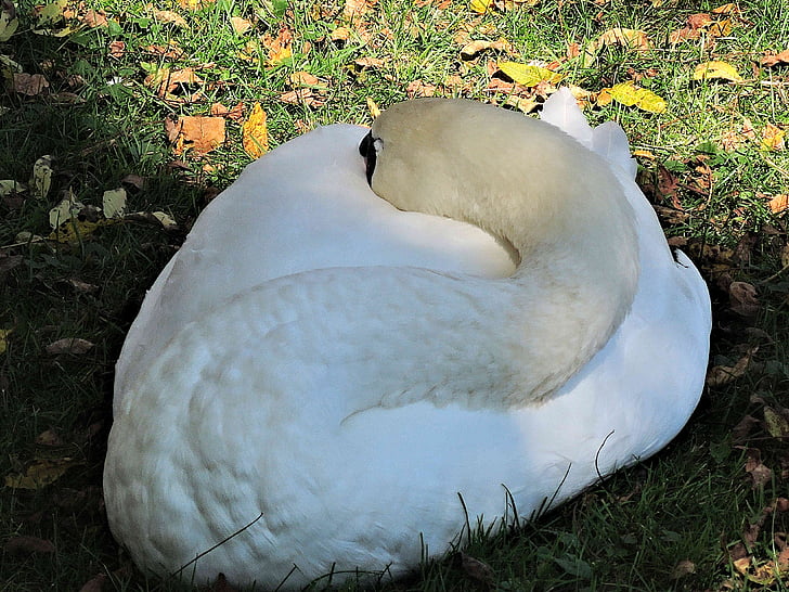 duerme el cisne, aves silvestres, naturaleza, hojas de otoño, descanso