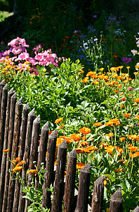 Tuin, plant, zomer, kleurrijke, hek, tuin hek, bloemen