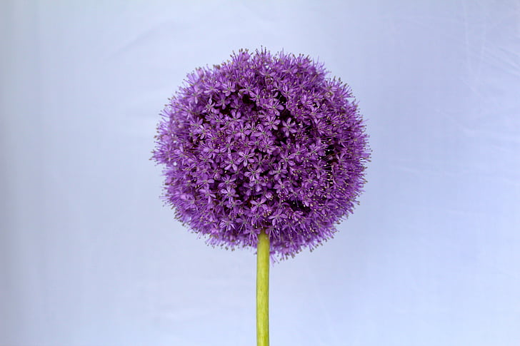 Allium, púrpura, bola, flor, cerrar, flor, floración