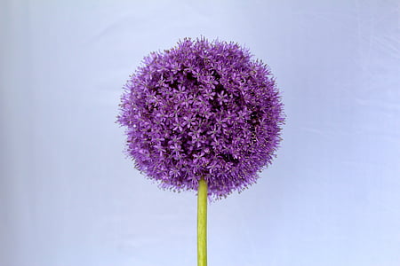 Allium, violet, mingea, floare, închide, floare, floare