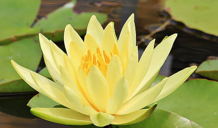 water lily, nuphar lutea, aquatic plant, blossom, bloom, pond, nature
