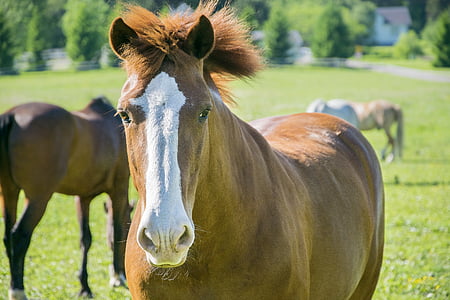 brown, horse, field, animal, farm, mammal, stallion