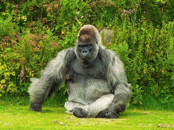 gorilla, animal, nature, wildlife, ape, primate, silverback Gorilla