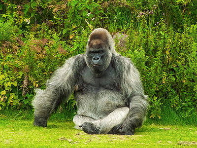 gorilla, dyr, natur, Wildlife, APE, primat, silverback Gorilla