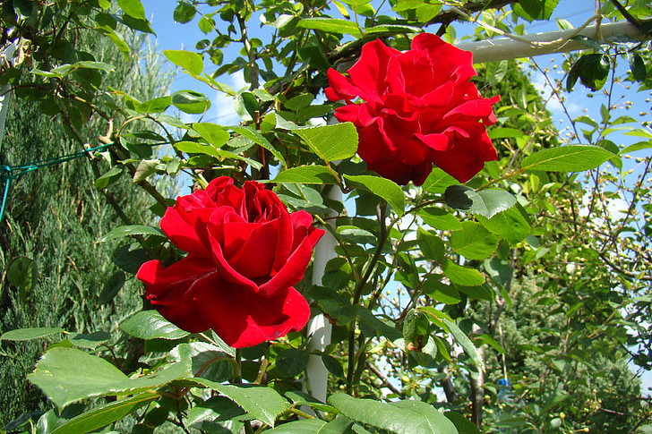 roosid, punased roosid, Krundi, lilled, Holiday