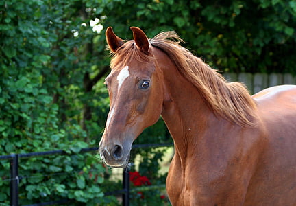 horse, whole blood, fuchs, chestnut mare, spout, paddock, domestic animals