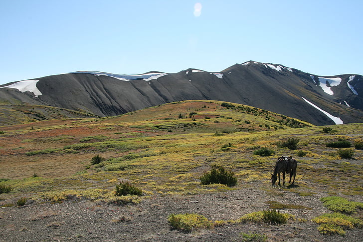 canada, eldorado, mountains, outdoor, horse, alone, rest