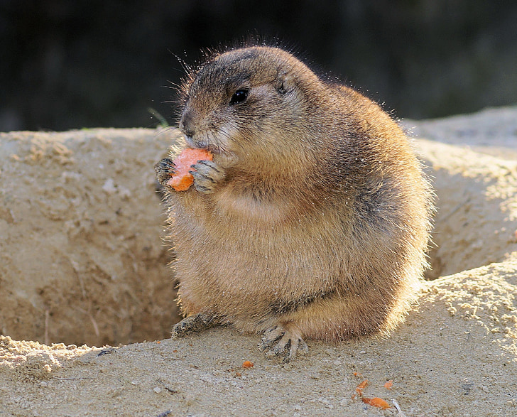 prairie dogs, rodent, gophers, north american gophers, eat, vigilant, cute