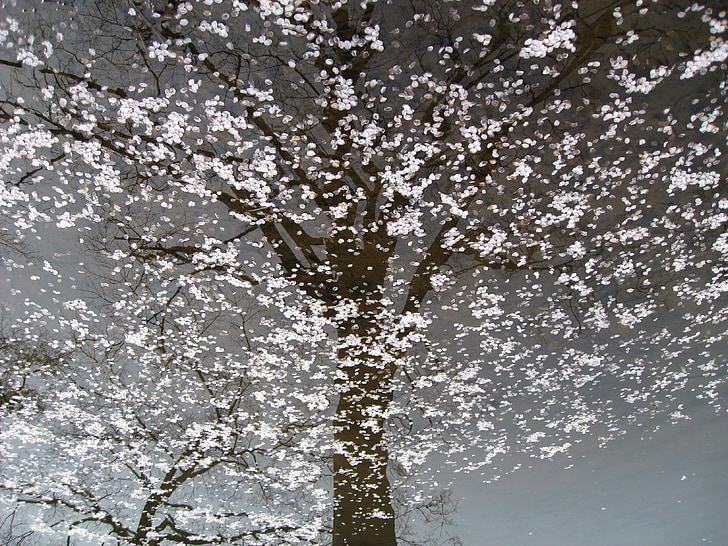 flor del cirerer, natura, flors flotants, arbre de flor de cirerer, l'aigua, reflexió