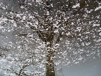 čerešňový kvet, Príroda, plávajúce kvety, Cherry blossom strom, vody, reflexie