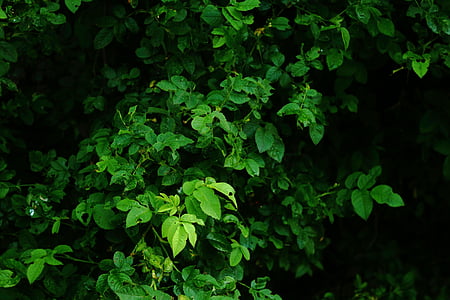 leaves, green, dark, leaf, nature, backgrounds, green Color