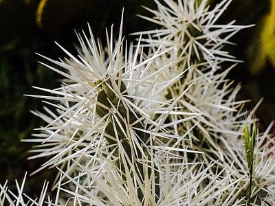 spine, Cactus, natura, pianta, Flora, Sharp, Spike