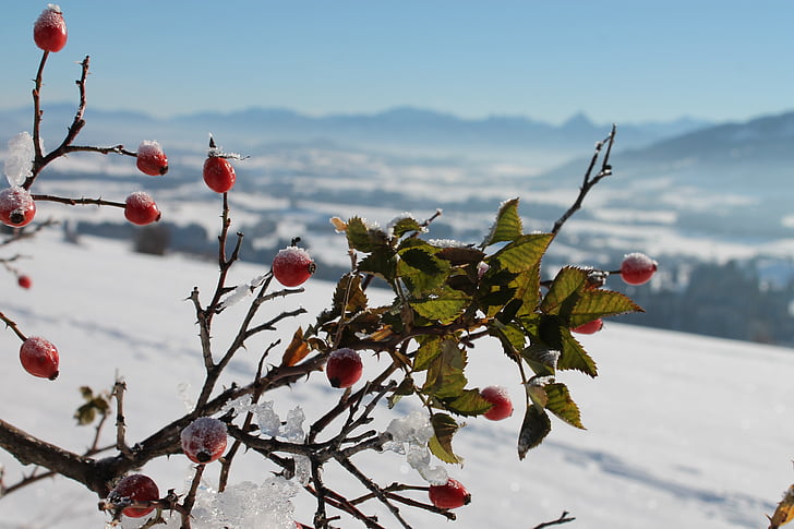 Šipkove, zamrznjeni, Wild rose bush, sneg, rosebush, pozimi