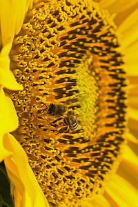 Sun flower, pollen, Bee, kompositer, Blossom, Bloom, sommar