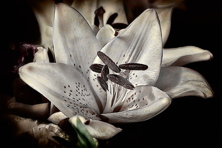 Hoa, Blossom, nở hoa, trắng, Lily, daylily, vẫn còn sống