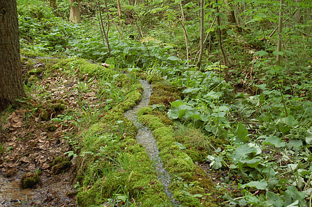 chemin d’accès, suite, singletrail, randonnée, nature, monument naturel, Rohrbach