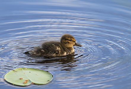 patka, mladunče, vode, jezero, ptica, je ptica, priroda