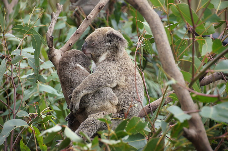 Koala, Australia, oso de Koala, Lazy, resto, animal, conservación de la naturaleza