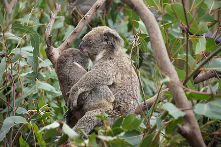 Koala, Austrália, Koala medveď, lenivý, zvyšok, zviera, Ochrana prírody