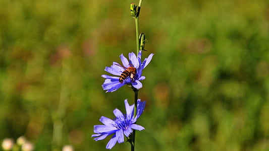 spring, meadow, sunshine, blue flower, wheat flower