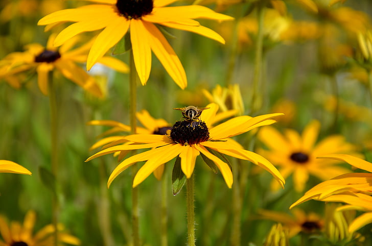 태양 모자, 꿀벌, 꽃, 블 룸, 곤충 정원, 정원 꽃, 공장