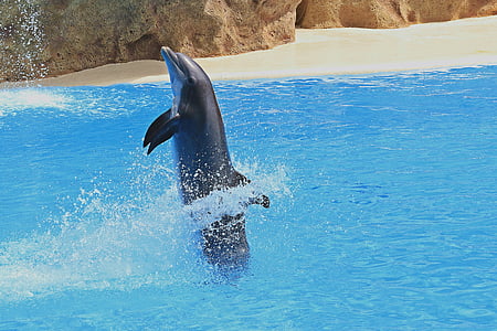 Delfin, Förhandsgranska, delfiner, delfinariet, besättning, hoppning, akvarium