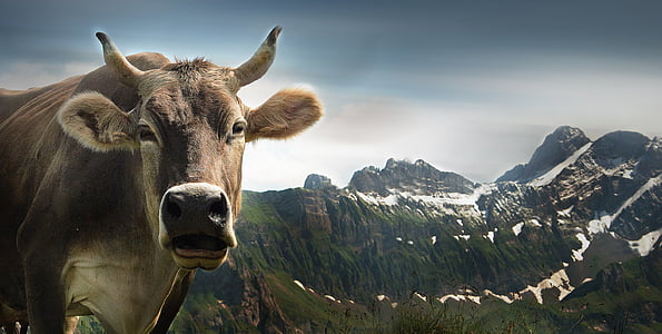 Kuh, Ebenalp, Alpine, Appenzell, Schweizer Alpen, Schweiz, Blick