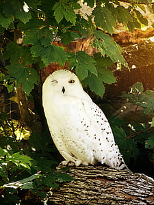 owl, snowy owl, bird, feather, nocturnal, white, zoo