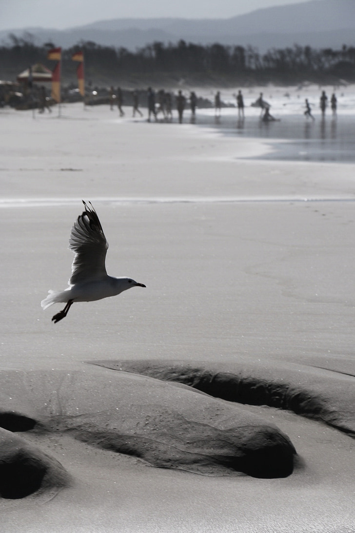 Seagull, stranden, fågel, sand beach, havet, mås, Sand