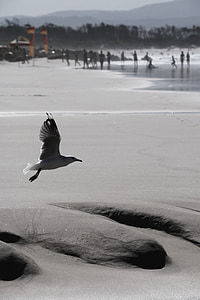 Seagull, Playa, pájaro, Playa de la arena, mar, Gaviota, arena