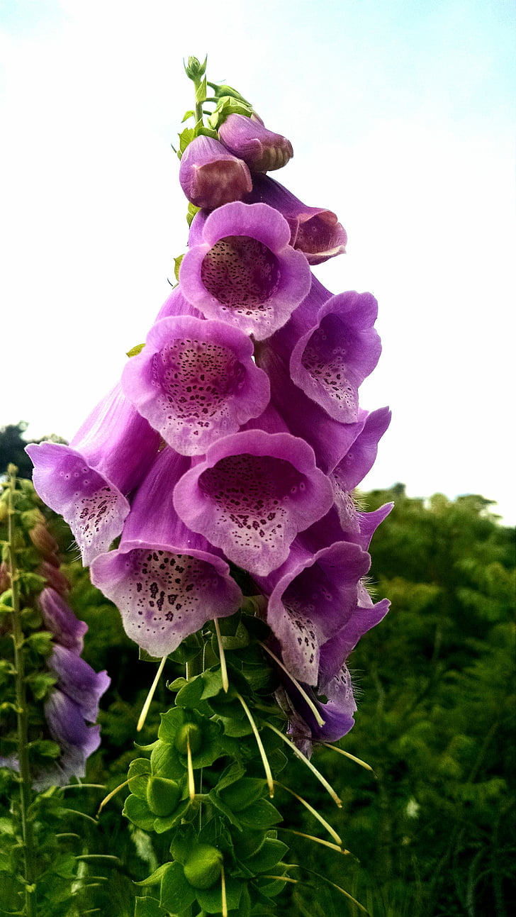 květ, růžová, květ, Bloom, Příroda, závod