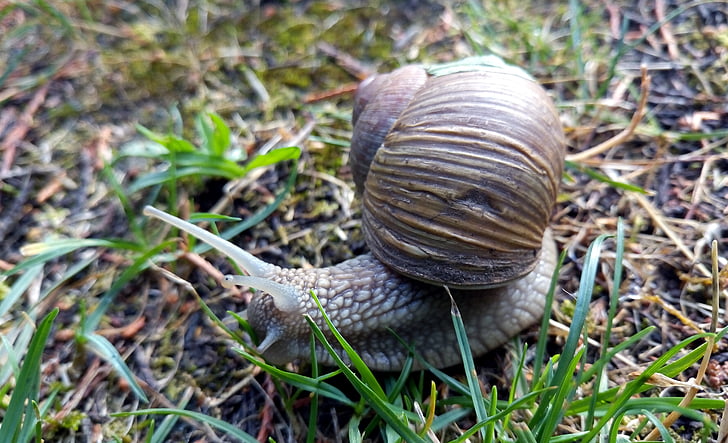 snail, shell, rain, burgundy, nature, gastropod, forest