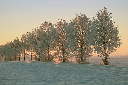 vinter, morgensolen, sne, kolde, vinter visninger, solopgang, vintersolen
