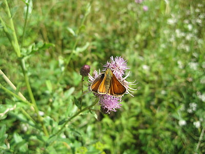 insect, vlinder, Schipper, natuur, bloem, Close-up, plant