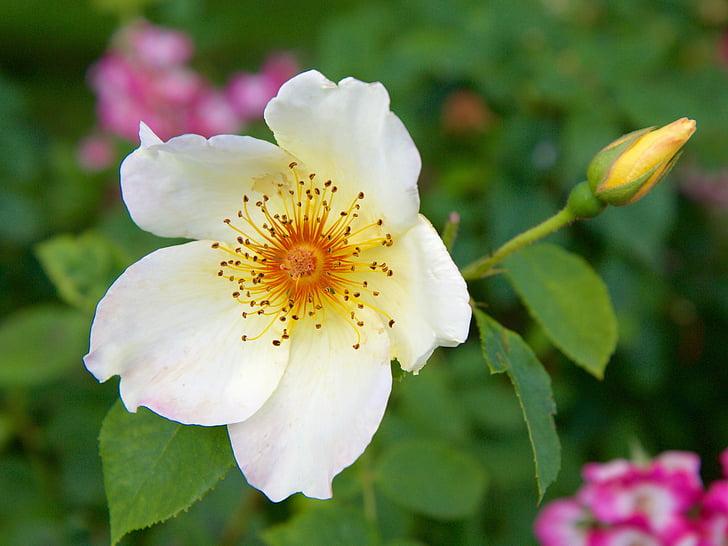 Rožė, gėlė, balta, Gamta