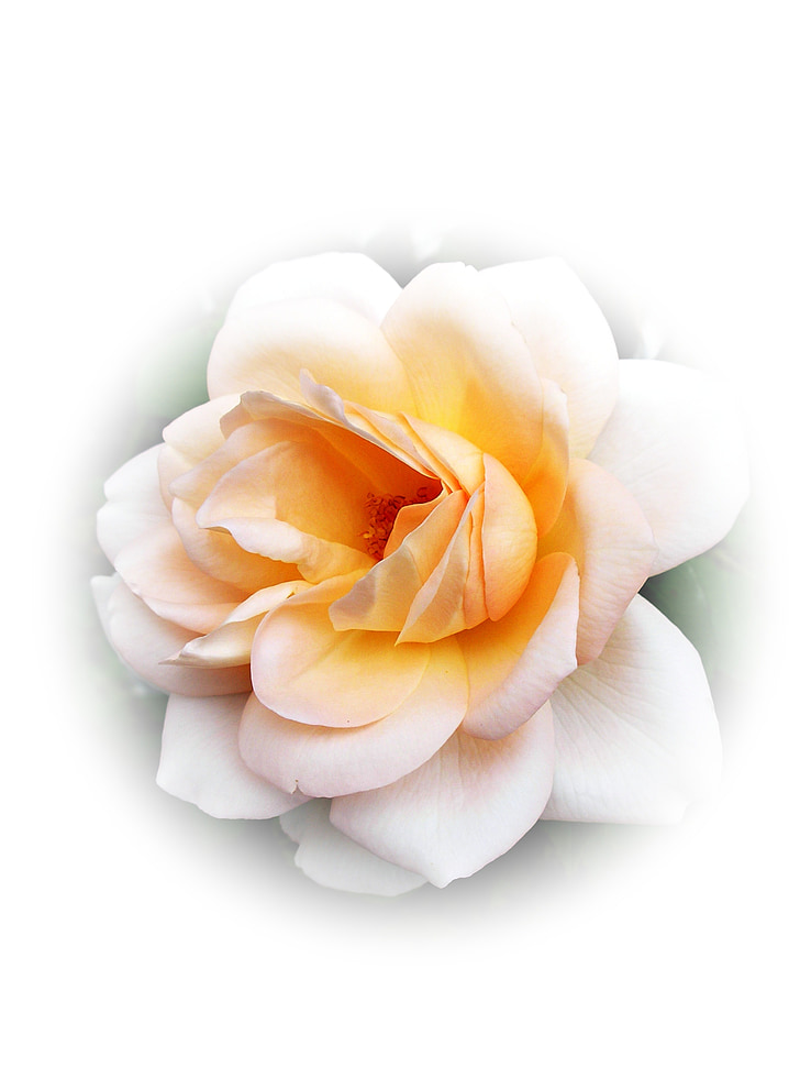 Rose, Blossom, Bloom, beauté, floraison rose, fleur, parfum
