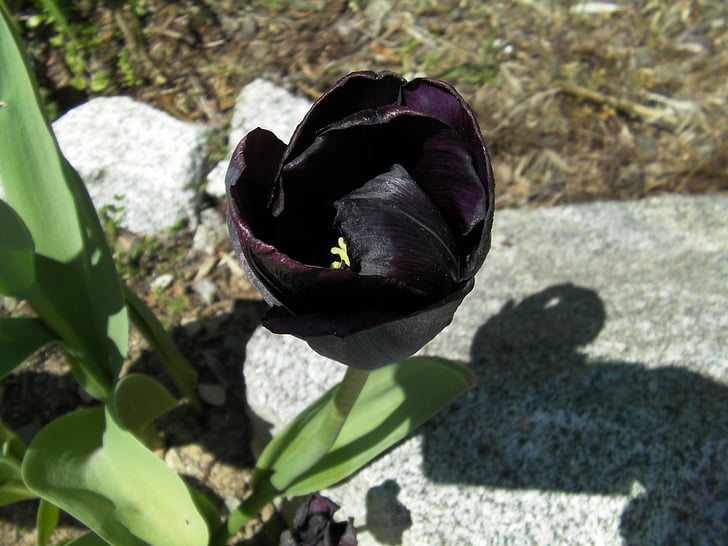 Tulip, Tulipa, svart tulip, blomster, blomst, blomstrende, natur