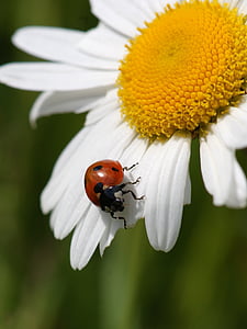 ladybug, marguerite, nature, insect, blossom, bloom, flower