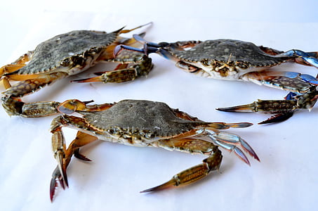 crabs, sea food, seafood, crustacean, shell, fresh, food